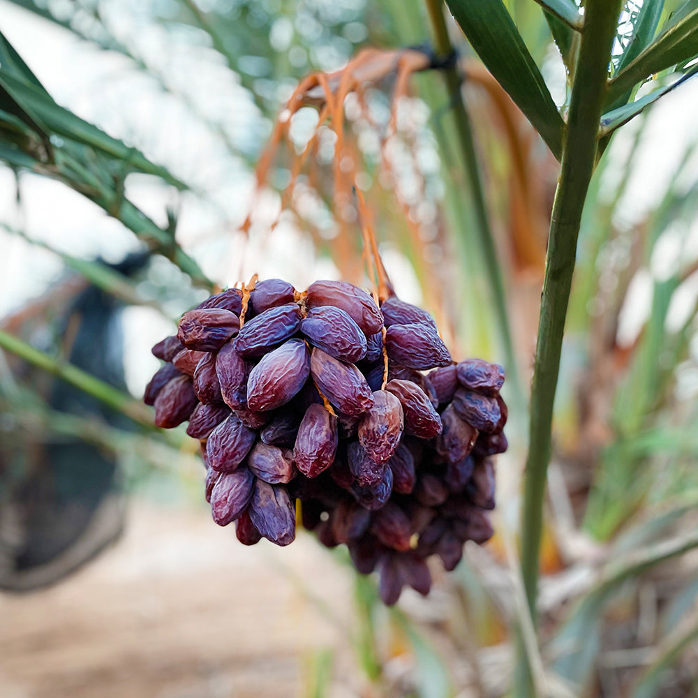"Nabali Fairkost Premium Medjool Datteln Jumbo kaufen aus Palästina"