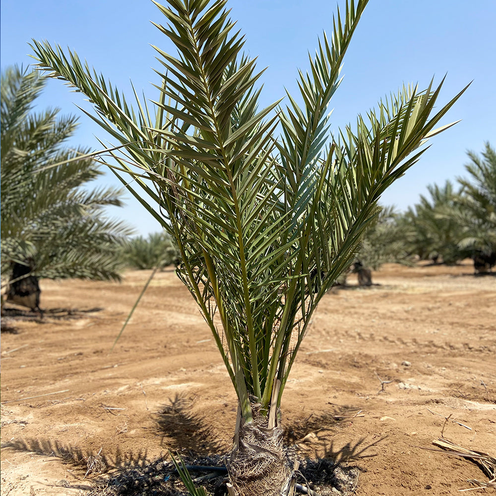 "Nabali Fairkost Premium Medjool Datteln Jumbo kaufen aus Palästina"