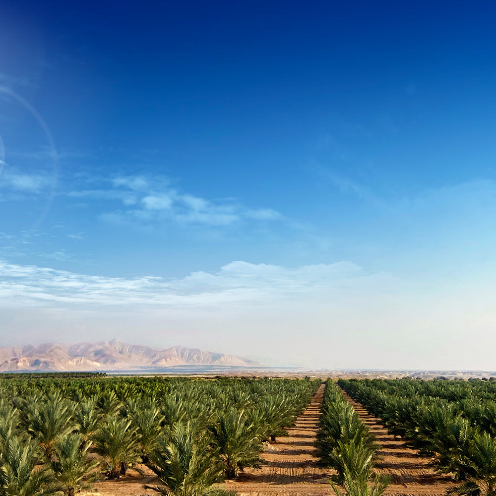 "Nabali Fairkost Premium Medjool Datteln Jumbo kaufen aus Palästina"