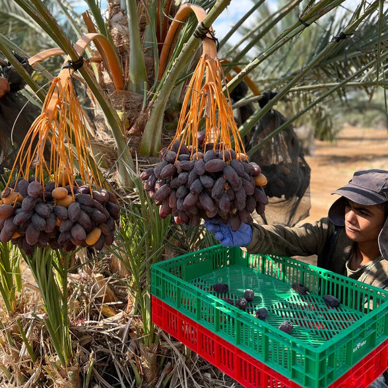 "Nabali Fairkost Premium Medjool Datteln Jumbo kaufen aus Palästina\t"