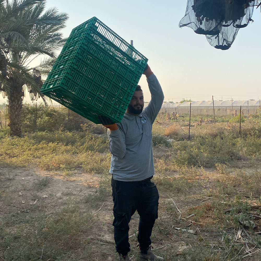 "Nabali Fairkost Premium Medjool Datteln Jumbo kaufen aus Palästina"