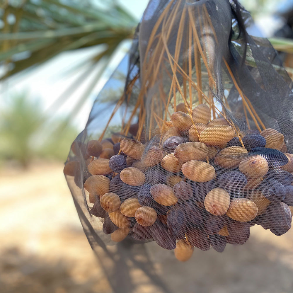 "Nabali Fairkost Premium Medjool Datteln Jumbo kaufen aus Palästina"