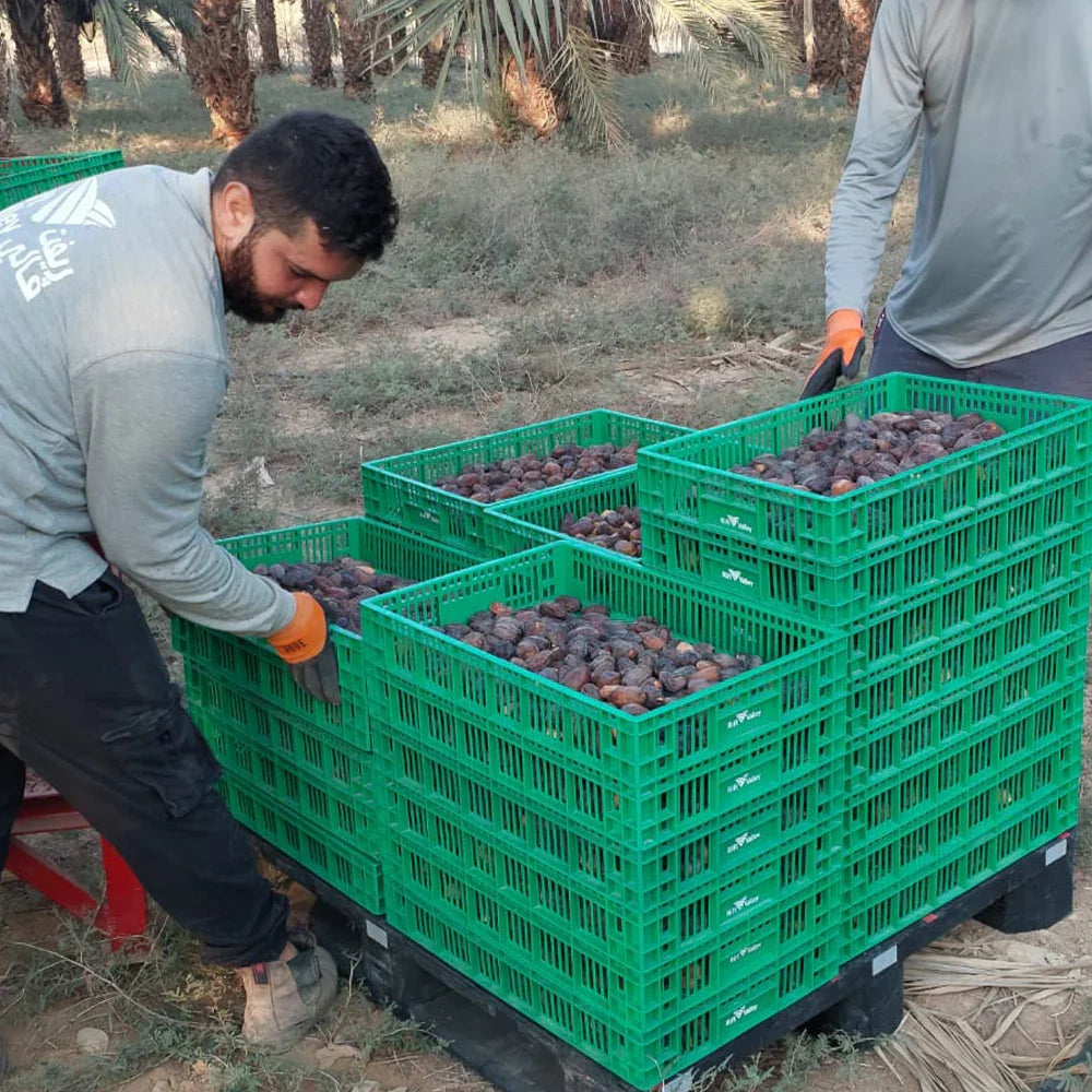 "Nabali Fairkost Premium Medjool Datteln Jumbo kaufen aus Palästina"
