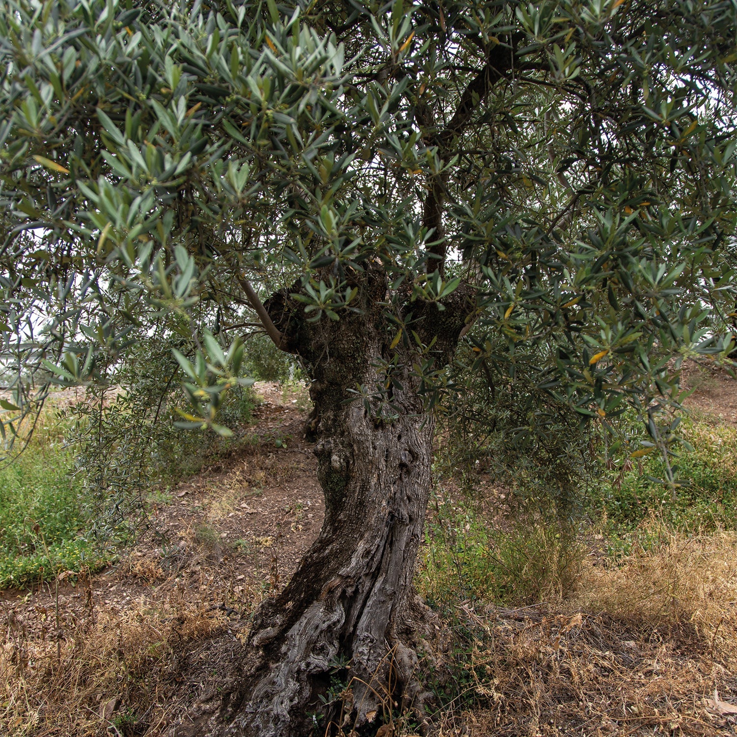 "Black Olive Tree"