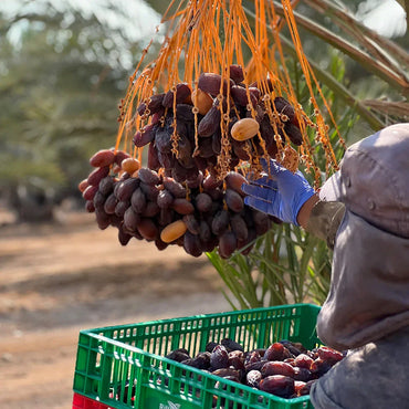 "Nabali Fairkost Premium Medjool Datteln Jumbo kaufen aus Palästina"