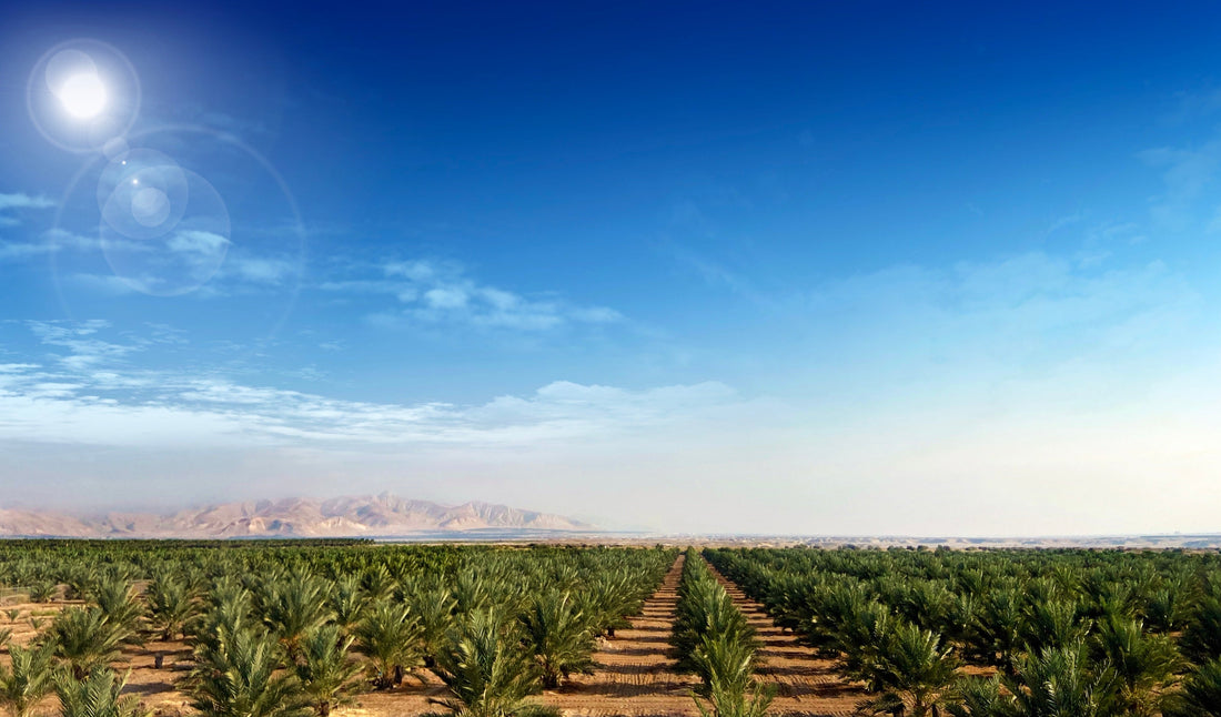 Die Dattelfarm von Rift Valley Farms im palästinensischen Jordantal