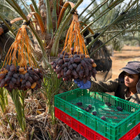 "Nabali Fairkost Premium Medjool Datteln Jumbo kaufen aus Palästina"