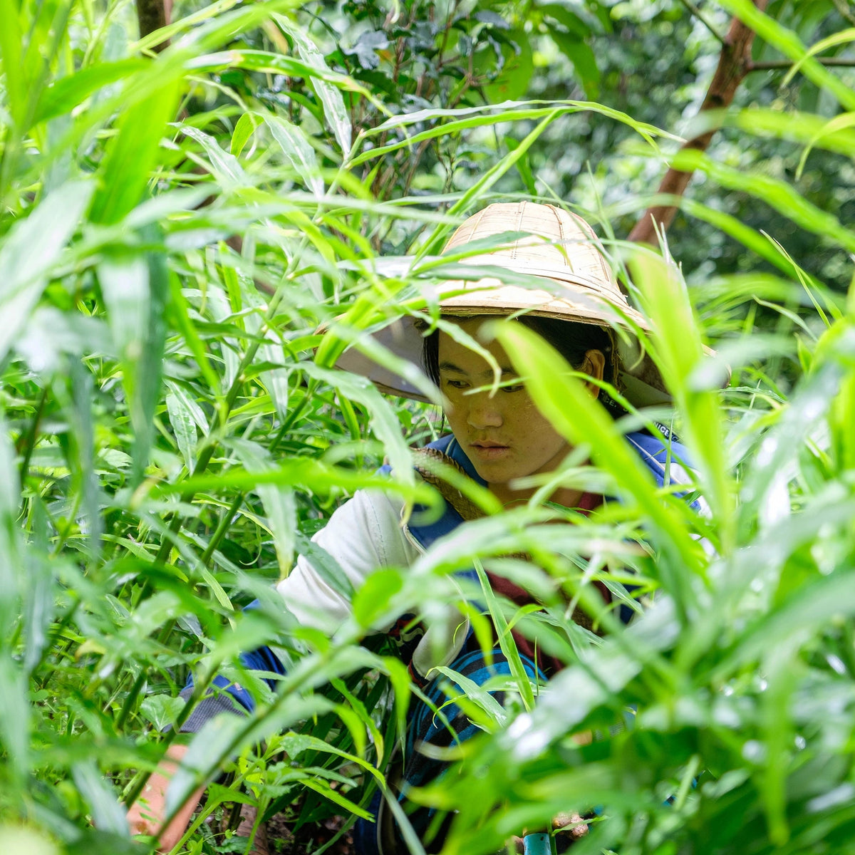 Handernte von Bio-Ingwer durch die Ta’ang-Gemeinschaft in Myanmar