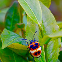 Lose Bio-Teeblätter aus dem Shan-Hochland in Myanmar