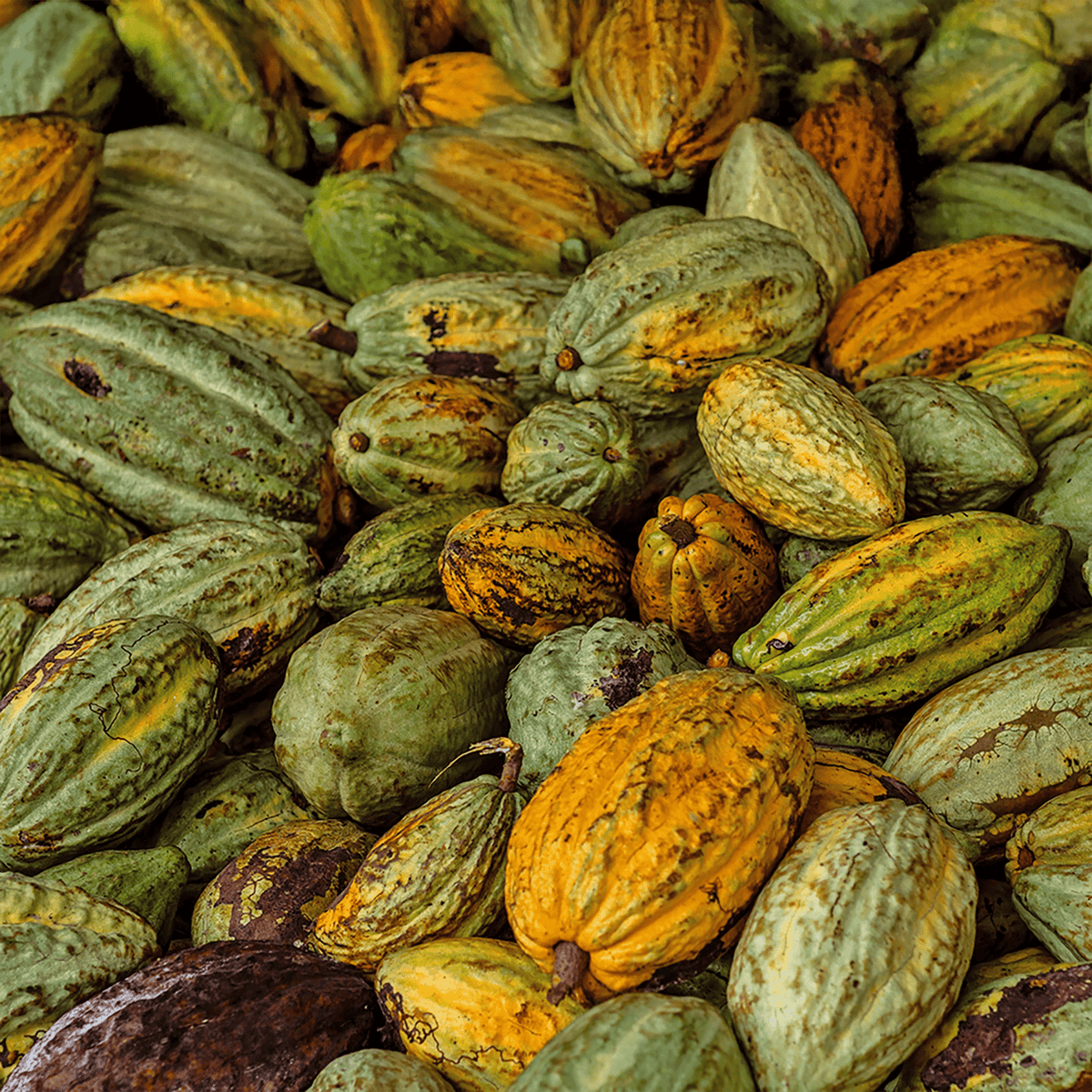 Bunte Kakaoschoten aus Ecuador für Cacao D’Amour