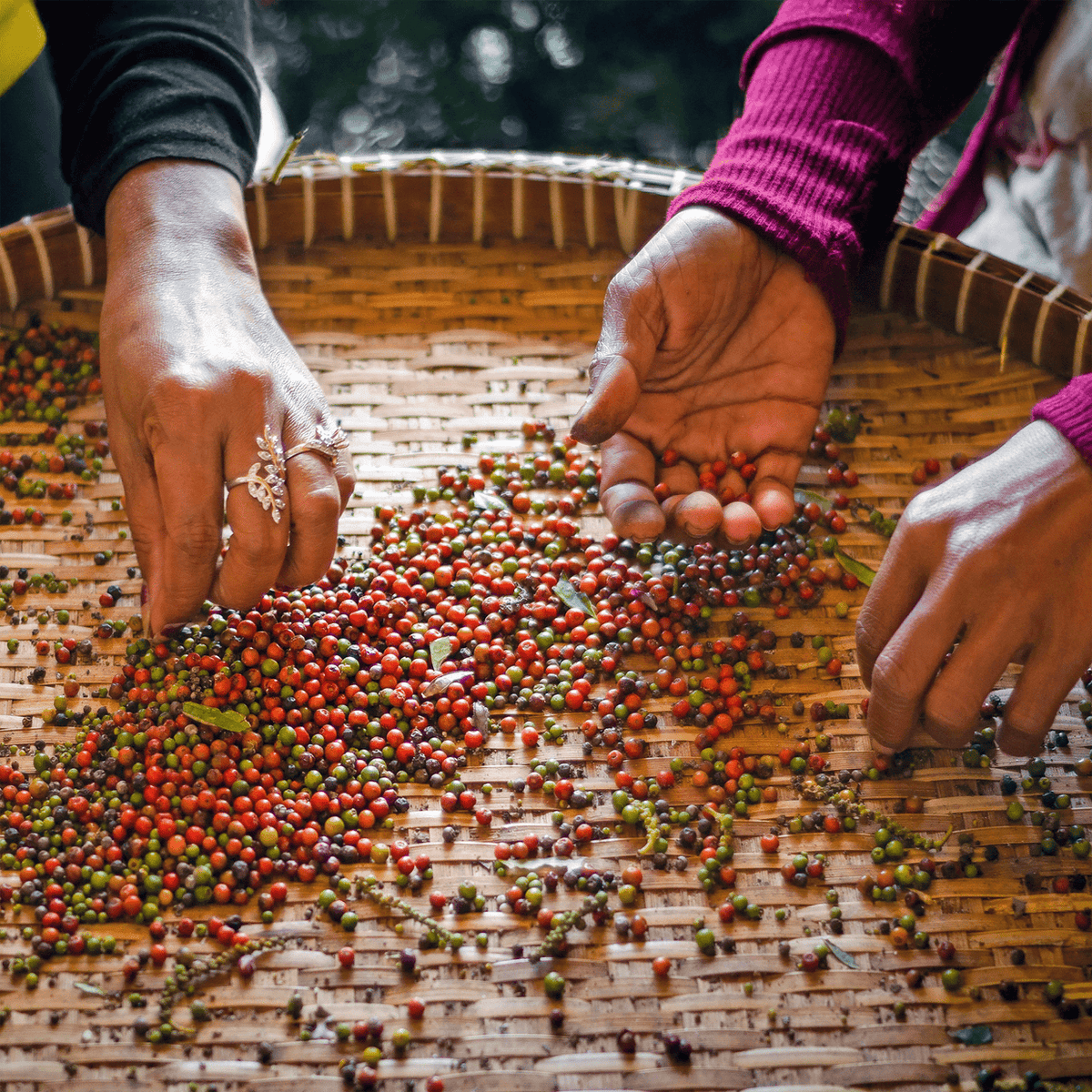 Kampot-Pfefferbeeren werden von Hand sortiert