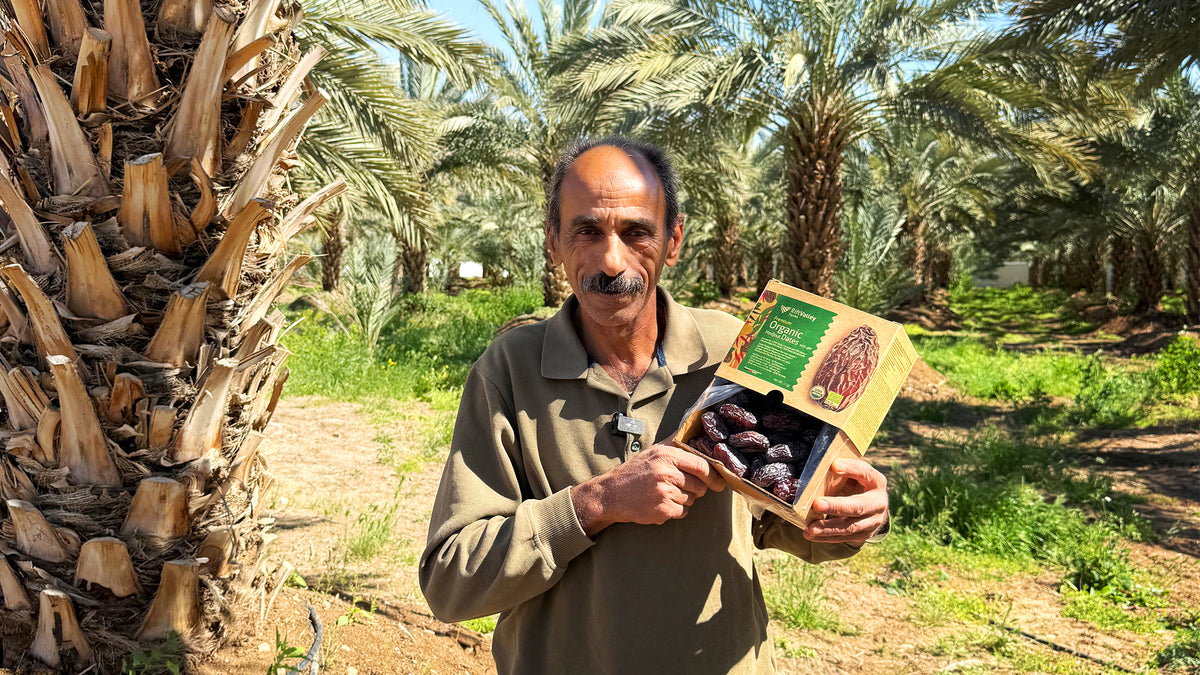 Ein Erzeuger mit Medjool-Datteln auf einer palästinensischen Plantage