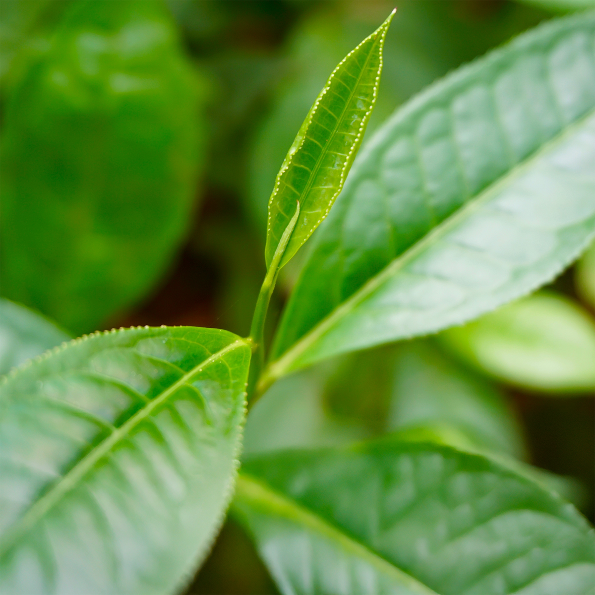 Junge Triebe der Teepflanze für Silver Shan Bio-Grüntee in Myanmar