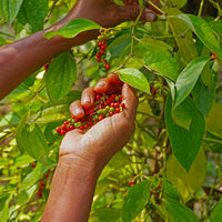Kampot-Pfeffer wird im Sindora-Garten von Hand gepflückt